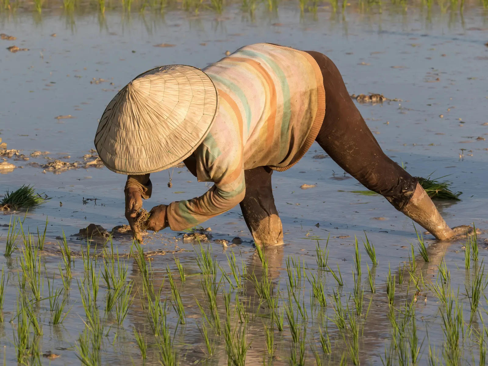 ຮູບຈາກ ຟາມເຂົ້າອິນຊີ ທົ່ງໄຊ